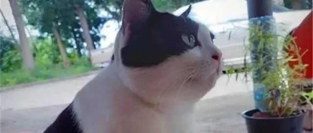 有一种猫，叫奶奶养的犭苗！