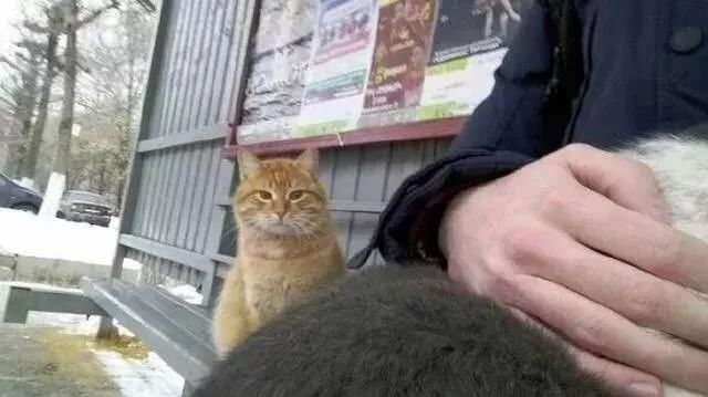 大橘看到网友怀里的宠物猫，一脸羡慕：如果有家，谁愿意流浪？