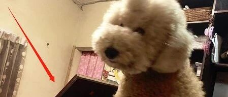 巨型贵宾犬迎接主人回家太激动，结果把房门都撞得整个掉下来.....