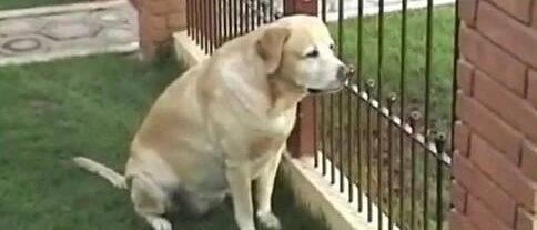 狗又不会说话，你怎么知道它爱你？