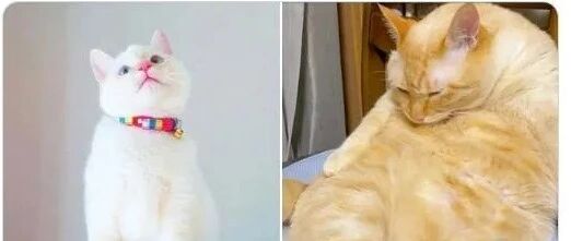 漂亮小白猫养着养着竟变成胖橘，主人：这是遭遇诈骗了吗？？