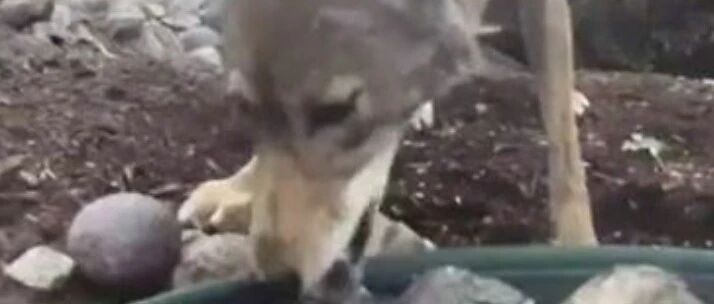 在院子里放了一碗清水后，居然引来了一个罕见“帅狗勾”，还有一大群……