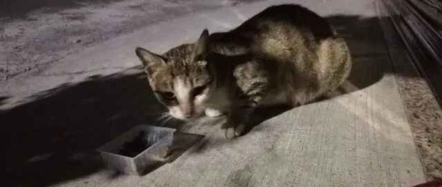 猫妈讨食被关了起来，结果3只小猫组队上门：快放了我妈妈！