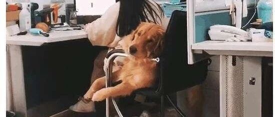 这家公司允许大家带着宠物上班，所以一位网友经常会带家里的金毛一起去上班！