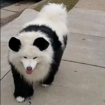 因为超级喜欢熊猫，于是她养了只萨摩……