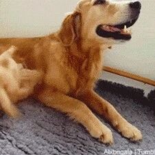 小奶狗仗着自己是独生子，喝个奶都嘚瑟成这样……