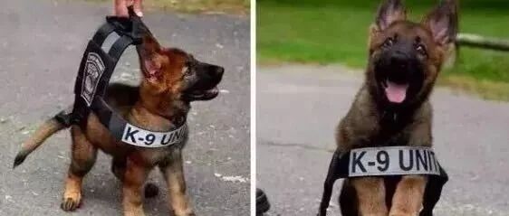 网友说他被一只警犬“盯”上了，当时心情特紧张！可没想到...