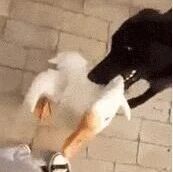 汪星人看到自己的主人被大鹅欺负，于是它一口咬住大鹅的长脖子......