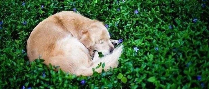 金毛去世了，走之前还不忘跟主人握手，谢谢你的陪伴！看哭…