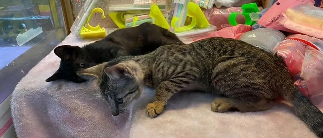 母猫借用商场娃娃机，生下五只小猫，为还产房费，小猫充当娃娃被夹…