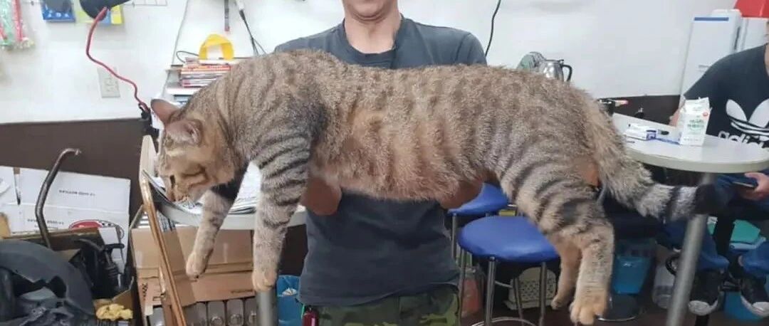 医生说小猫骨架有点大，结果长大后27斤体长约1米，网友：猫王？？？！