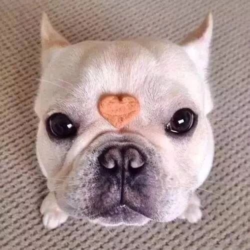 为什么叫你别轻易养法斗？