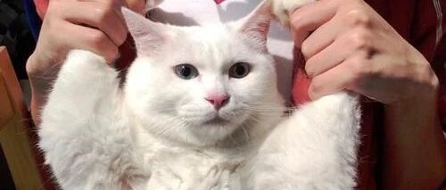 喵界的巨石强森....确认过肌肉，是我惹不起的猫！