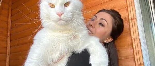 1岁多的缅因猫已经24斤，但是还在长身体，都已经快比人大了！