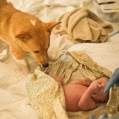 柯基目睹了主人生孩子的全过程，画面暖到让人想哭！
