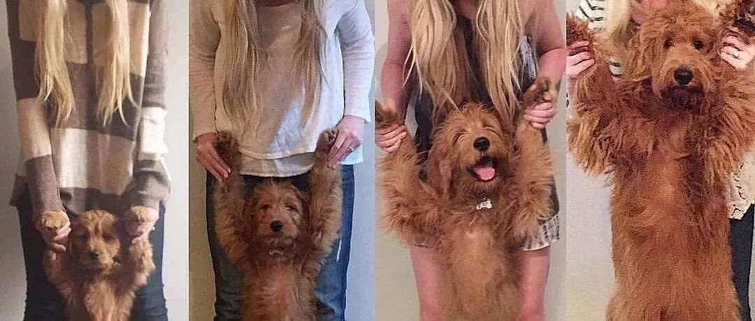 珍惜狗子的小时候，它们真的是一眨眼就长大了！