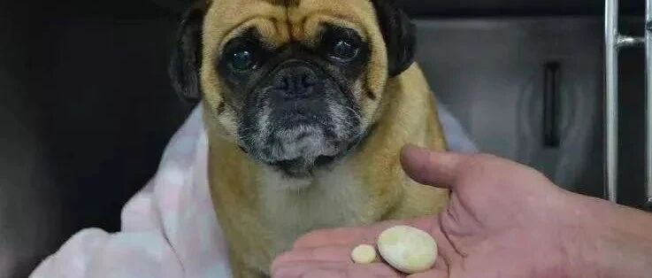 我家猫狗不爱喝水，住院花了我6000多…