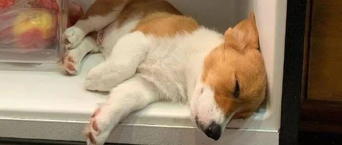 一只把冰箱当基窝的柯基，请问你上辈子是可爱多吗？