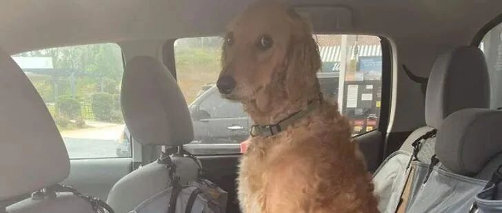 我家狗一直过得很开心，直到我养了第二只狗……