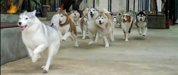 哈士奇在公园跑丢，结果网友找到它时，工作人员差点疯了，不忍直视！