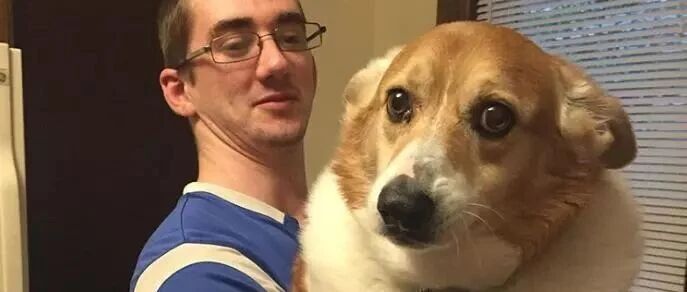 一只柯基居然长得这么大？这就是传说中的柯基王？！