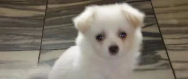 我养的是中华田园犬，怎么了？