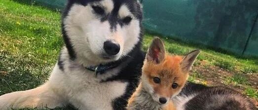 狗狗被栓了7年，从未接触过其他狗，直到遇见了这只哈士奇...