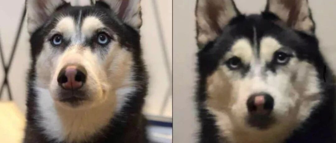 春节带狗子去了奶奶家之后……想起了小时候的自己！！