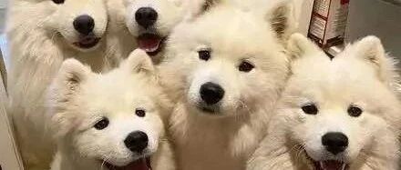 养了5只萨摩耶，每天都被毛茸茸的幸福包围！