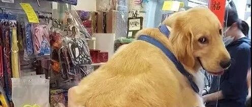 狗狗小的时候不要老是抱它，不然它会以为自己长在主人身上！