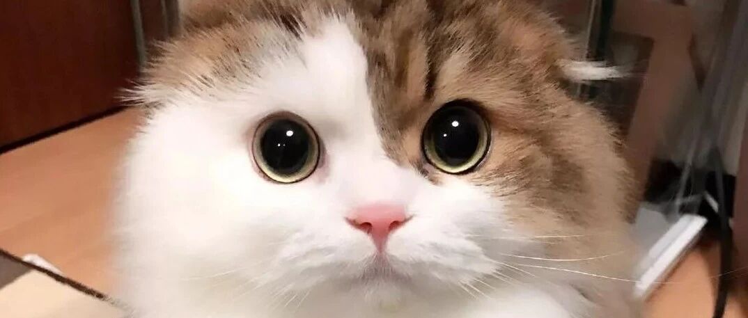 日本一猫咪竟学会了这招，铲屎官表示每次出门都感到深深的绝望！！