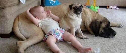 两岁宝宝每天早晨睡醒都在狗窝里，妈妈装监视器一看……笑喷了！