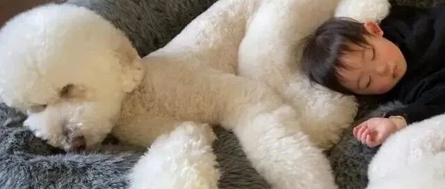 小主人不见了，结果却在狗窝里找到……