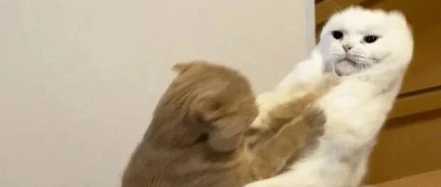 喵：吵架没赢过，打架谁怕谁！