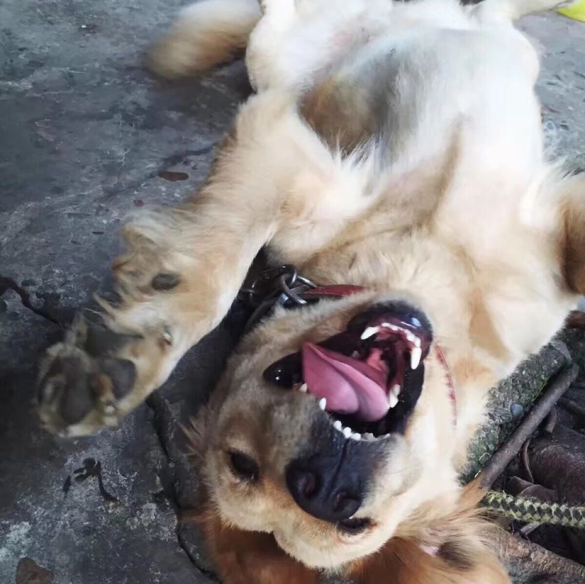 这只大金毛被全市的宠物医院都拉入了黑名单!