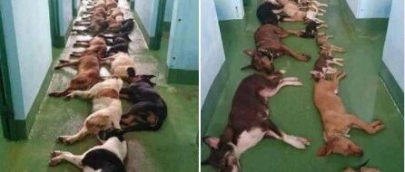 流浪狗整整齐齐躺满楼道，它们不是睡了，而是都走了...