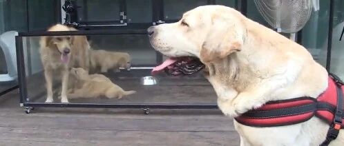 狗爸爸不爱小奶狗的原因竟是……太惨了!