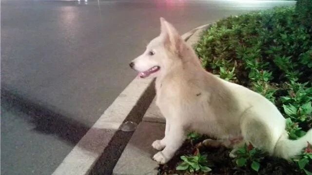 你遗弃狗狗后，肯定没想过它的死活吧？