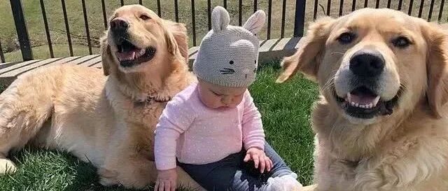小主人出生了，两只金毛瞬间变“妹控”，太有爱了！