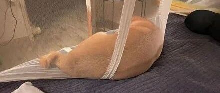 终于知道了蚊帐的正确用法！