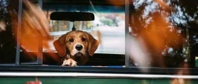 3男子竟性侵狗马牛羊730次，被判刑41年！