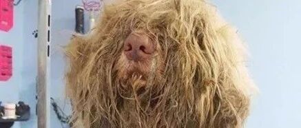 为了可怜的流浪狗，美容师大半夜给狗狗剃毛，剃完后发现意外惊喜！