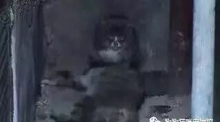 不知道妈妈已死，小猫宝宝把找到的肉全留给母猫自己吃土……