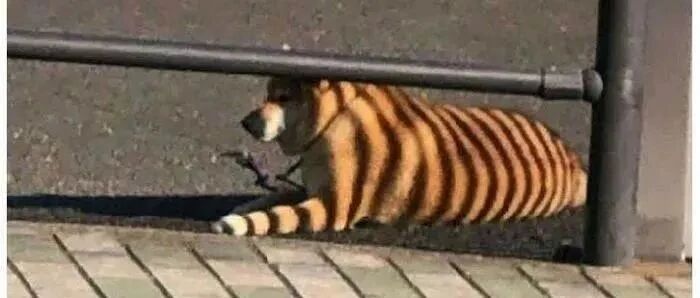 狗狗捡回一颗人头，主人吓到哭：这狗我不要了！