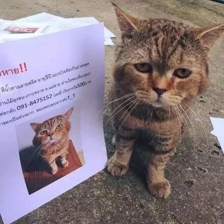 网友家的猫咪丢了，印了很多寻猫启事，结果不久...