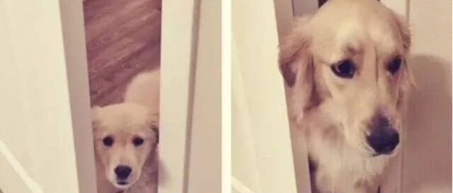 狗狗长大后和小时候对比照，看的让人心疼！