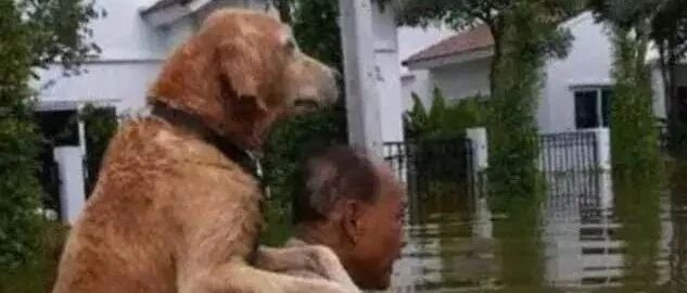 朋友圈里让人泪奔的抓拍照，看到最后真忍不住泪崩了...