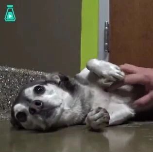 流浪小狗躲避人类2年，被拯救之后忍不住哭了起来……太暖心