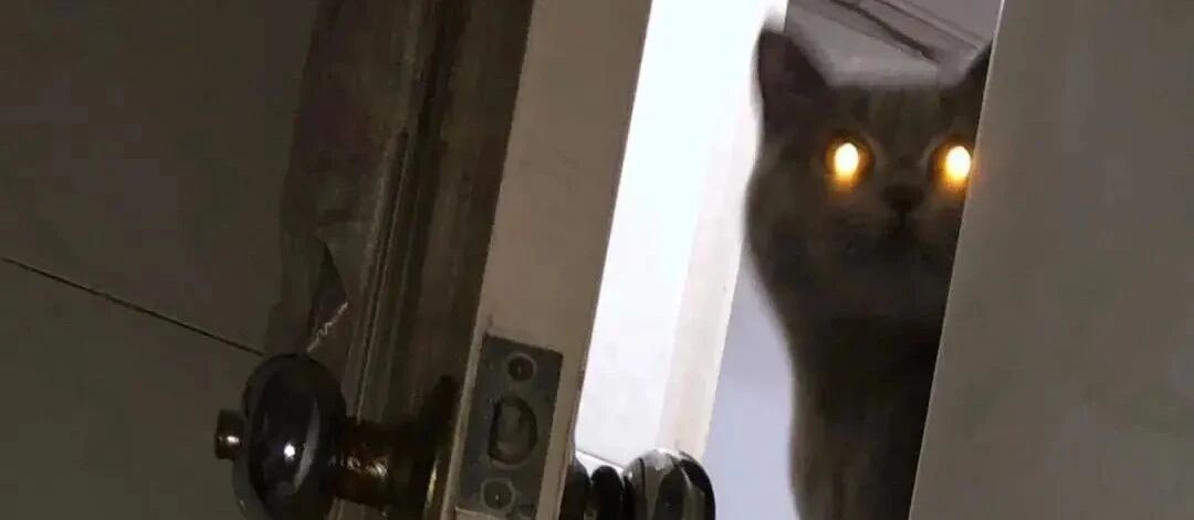 猫猫偷窥你上厕所不是因为他很“色”，而是...