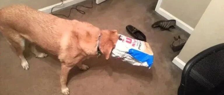 一包薯片害死了一只狗，我敢说这个习惯99%的家庭都有！